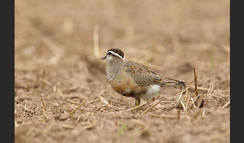 Mornellregenpfeifer (Charadrius morinellus)