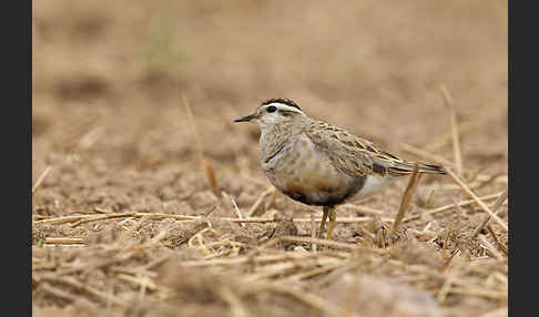 Mornellregenpfeifer (Charadrius morinellus)