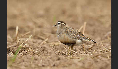 Mornellregenpfeifer (Charadrius morinellus)