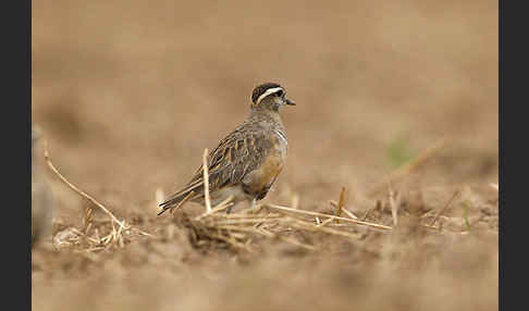 Mornellregenpfeifer (Charadrius morinellus)