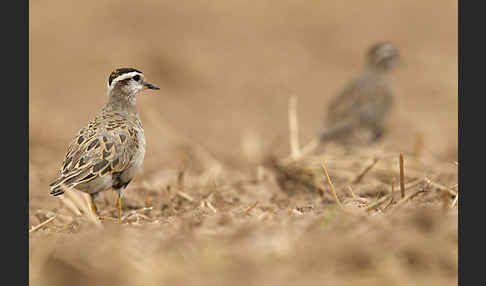 Mornellregenpfeifer (Charadrius morinellus)