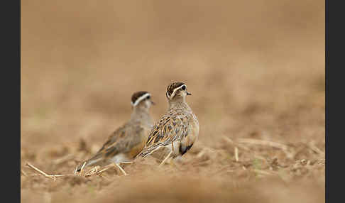 Mornellregenpfeifer (Charadrius morinellus)