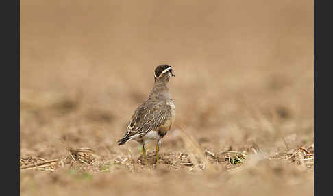 Mornellregenpfeifer (Charadrius morinellus)