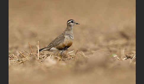 Mornellregenpfeifer (Charadrius morinellus)