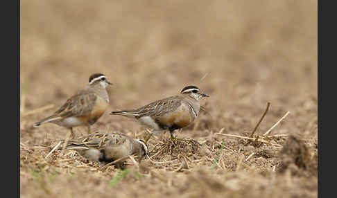 Mornellregenpfeifer (Charadrius morinellus)