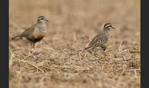 Mornellregenpfeifer (Charadrius morinellus)