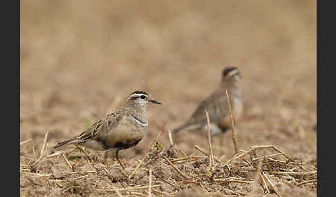 Mornellregenpfeifer (Charadrius morinellus)