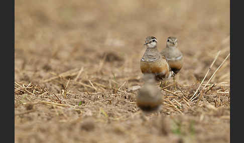 Mornellregenpfeifer (Charadrius morinellus)