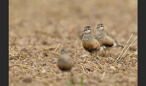 Mornellregenpfeifer (Charadrius morinellus)