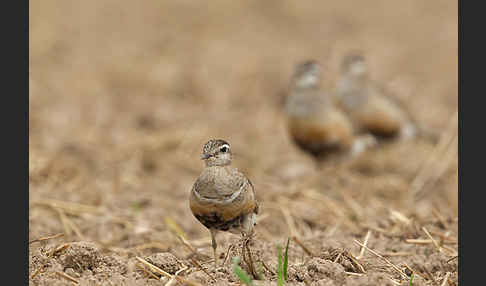 Mornellregenpfeifer (Charadrius morinellus)