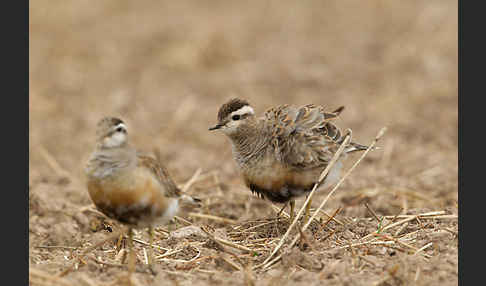 Mornellregenpfeifer (Charadrius morinellus)