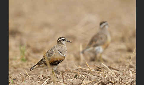 Mornellregenpfeifer (Charadrius morinellus)