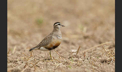 Mornellregenpfeifer (Charadrius morinellus)