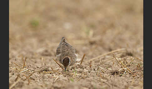 Mornellregenpfeifer (Charadrius morinellus)