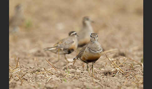 Mornellregenpfeifer (Charadrius morinellus)