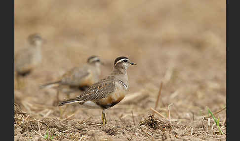 Mornellregenpfeifer (Charadrius morinellus)