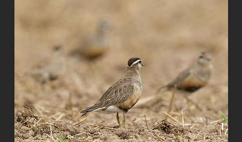 Mornellregenpfeifer (Charadrius morinellus)