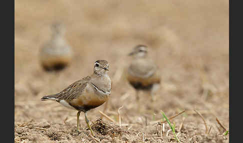 Mornellregenpfeifer (Charadrius morinellus)