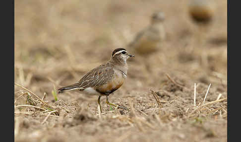 Mornellregenpfeifer (Charadrius morinellus)