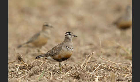 Mornellregenpfeifer (Charadrius morinellus)