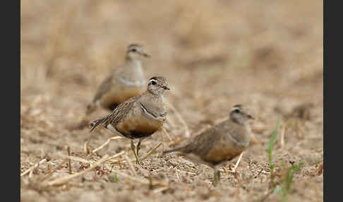 Mornellregenpfeifer (Charadrius morinellus)