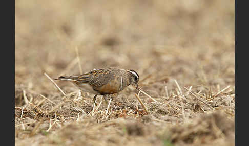 Mornellregenpfeifer (Charadrius morinellus)