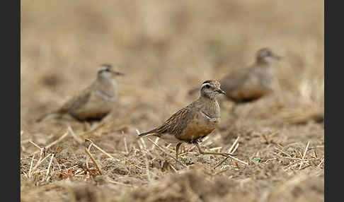 Mornellregenpfeifer (Charadrius morinellus)