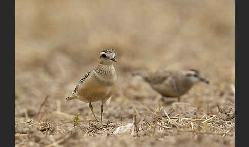 Mornellregenpfeifer (Charadrius morinellus)