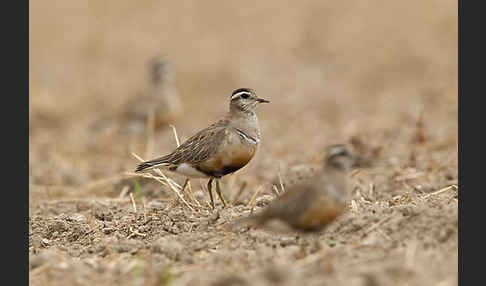 Mornellregenpfeifer (Charadrius morinellus)