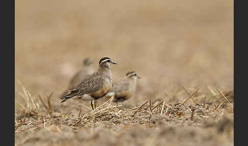 Mornellregenpfeifer (Charadrius morinellus)