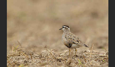 Mornellregenpfeifer (Charadrius morinellus)