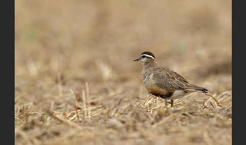 Mornellregenpfeifer (Charadrius morinellus)