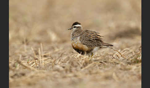 Mornellregenpfeifer (Charadrius morinellus)