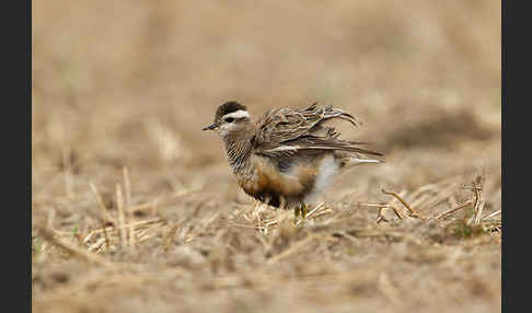 Mornellregenpfeifer (Charadrius morinellus)