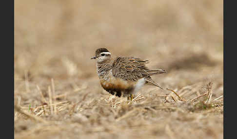 Mornellregenpfeifer (Charadrius morinellus)