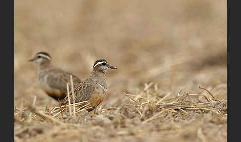 Mornellregenpfeifer (Charadrius morinellus)