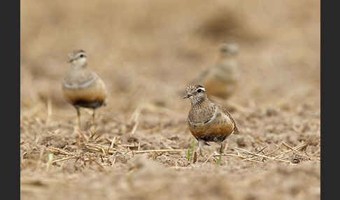 Mornellregenpfeifer (Charadrius morinellus)