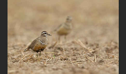 Mornellregenpfeifer (Charadrius morinellus)