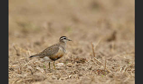 Mornellregenpfeifer (Charadrius morinellus)