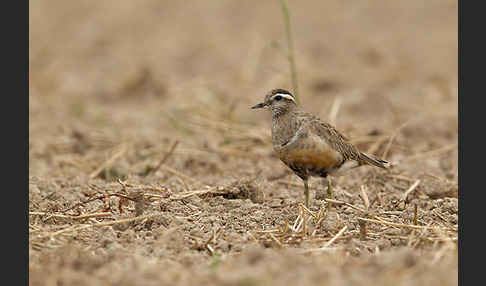 Mornellregenpfeifer (Charadrius morinellus)