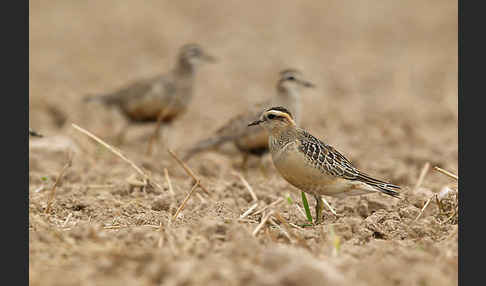 Mornellregenpfeifer (Charadrius morinellus)