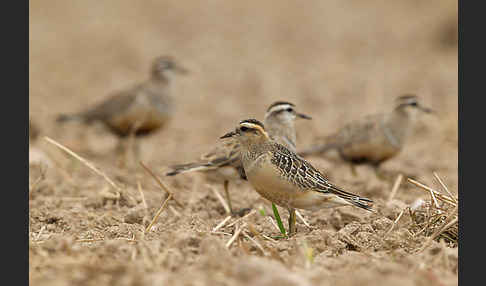 Mornellregenpfeifer (Charadrius morinellus)