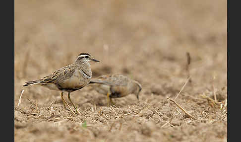 Mornellregenpfeifer (Charadrius morinellus)