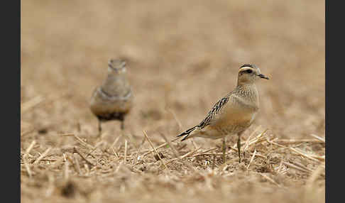 Mornellregenpfeifer (Charadrius morinellus)