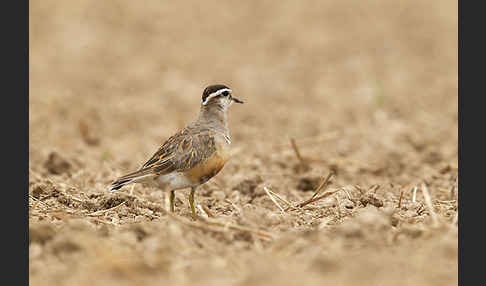 Mornellregenpfeifer (Charadrius morinellus)