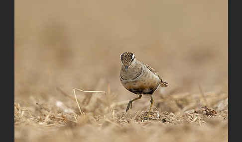 Mornellregenpfeifer (Charadrius morinellus)