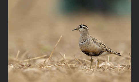 Mornellregenpfeifer (Charadrius morinellus)