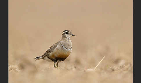 Mornellregenpfeifer (Charadrius morinellus)