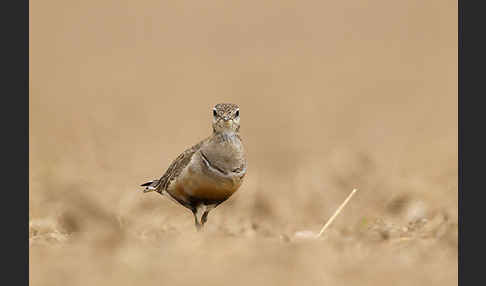 Mornellregenpfeifer (Charadrius morinellus)