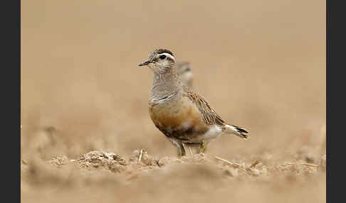 Mornellregenpfeifer (Charadrius morinellus)